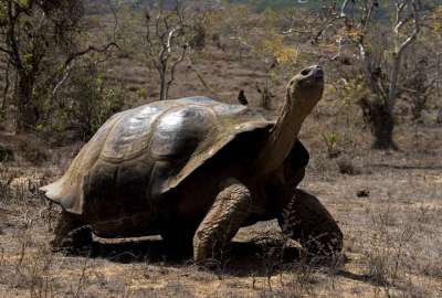 Fiscal&iacute;a abri&oacute; investigaci&oacute;n por caza y faenamiento de tortugas en Gal&aacute;pagos