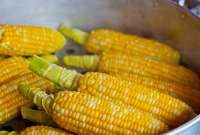 Debido a la sequía, Ecuador adelanta la importación de 95.000 toneladas de maíz amarillo duro para garantizar la seguridad alimentaria en 2025.