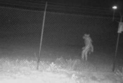 Una extra&ntilde;a figura fue captada en c&aacute;mara en un zool&oacute;gico de Texas