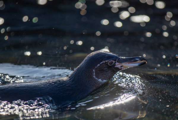 Preocupaci&oacute;n por la baja reproducci&oacute;n de ping&uuml;inos y cormoranes en Gal&aacute;pagos