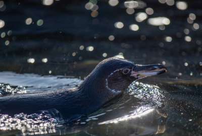 Preocupaci&oacute;n por la baja reproducci&oacute;n de ping&uuml;inos y cormoranes en Gal&aacute;pagos