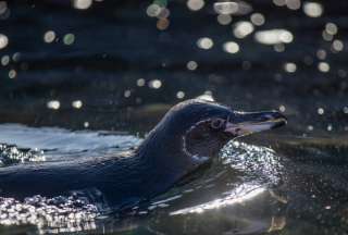Preocupaci&oacute;n por la baja reproducci&oacute;n de ping&uuml;inos y cormoranes en Gal&aacute;pagos