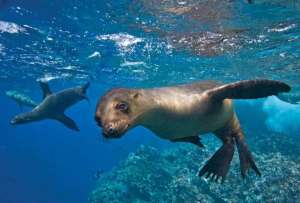 Foro de Par&iacute;s invita a Ecuador a exponer su canje de deuda por conservaci&oacute;n