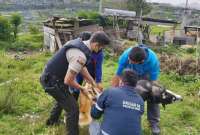 Quito: Provocar la muerte de un animal es sancionado con USD 4250 y prisi&oacute;n de uno a tres a&ntilde;os