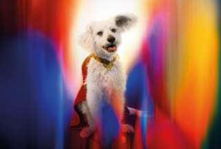 Krypto conquista corazones: las adopciones de perros se disparan tras el estreno de Superman