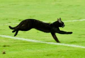 Un gato negro se meti&oacute; al partido entre Emelec y Orense