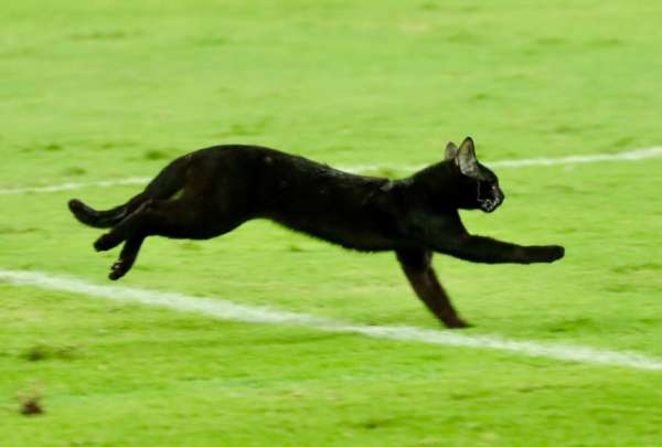 Un gato negro se meti&oacute; al partido entre Emelec y Orense