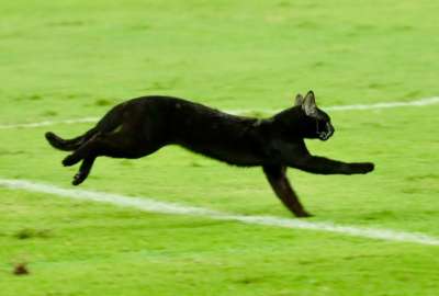 Un gato negro se meti&oacute; al partido entre Emelec y Orense