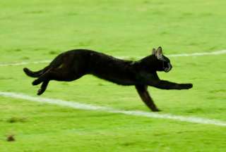 VIRAL: Un gato negro, la suerte para Emelec