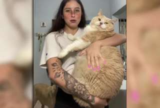 &iexcl;Impresionante! Gato gigante causa furor en redes sociales