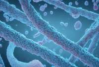 Te contamos más sobre los tres virus que han generado alertas mundiales.