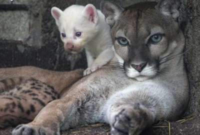 Un puma albino naci&oacute; en zool&oacute;gico de Nicaragua
