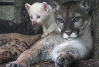 Un puma albino naci&oacute; en zool&oacute;gico de Nicaragua