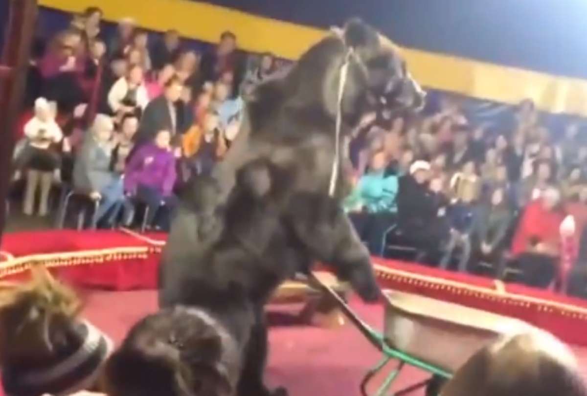Un oso atac&oacute; a su domador en pleno n&uacute;mero de circo en Rusia