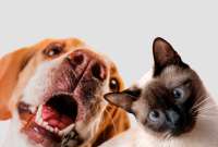 &iquest;Animales de compa&ntilde;&iacute;a en un testamento?