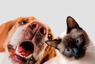 &iquest;Animales de compa&ntilde;&iacute;a en un testamento?