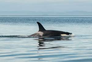 Graban por primera vez a un grupo de orcas depredando a un tibur&oacute;n blanco