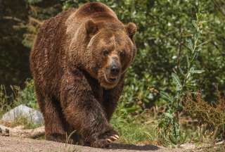 Gu&iacute;a enfrenta a un oso y salva a turistas en una isla
