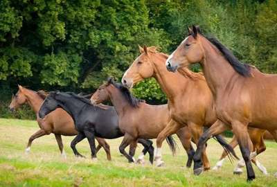 Agrocalidad alerta sobre propagaci&oacute;n de influenza equina y pide evitar movilizaci&oacute;n de caballos