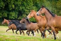 Agrocalidad alerta sobre propagación de influenza equina y pide evitar movilización de caballos