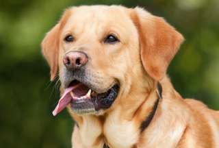 Consejos para eliminar el mal aliento de su perro