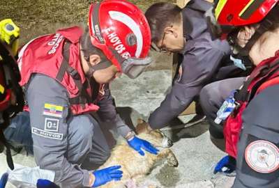 Rescate del perrito Chau&acute;pi despu&eacute;s de un incendio forestal.