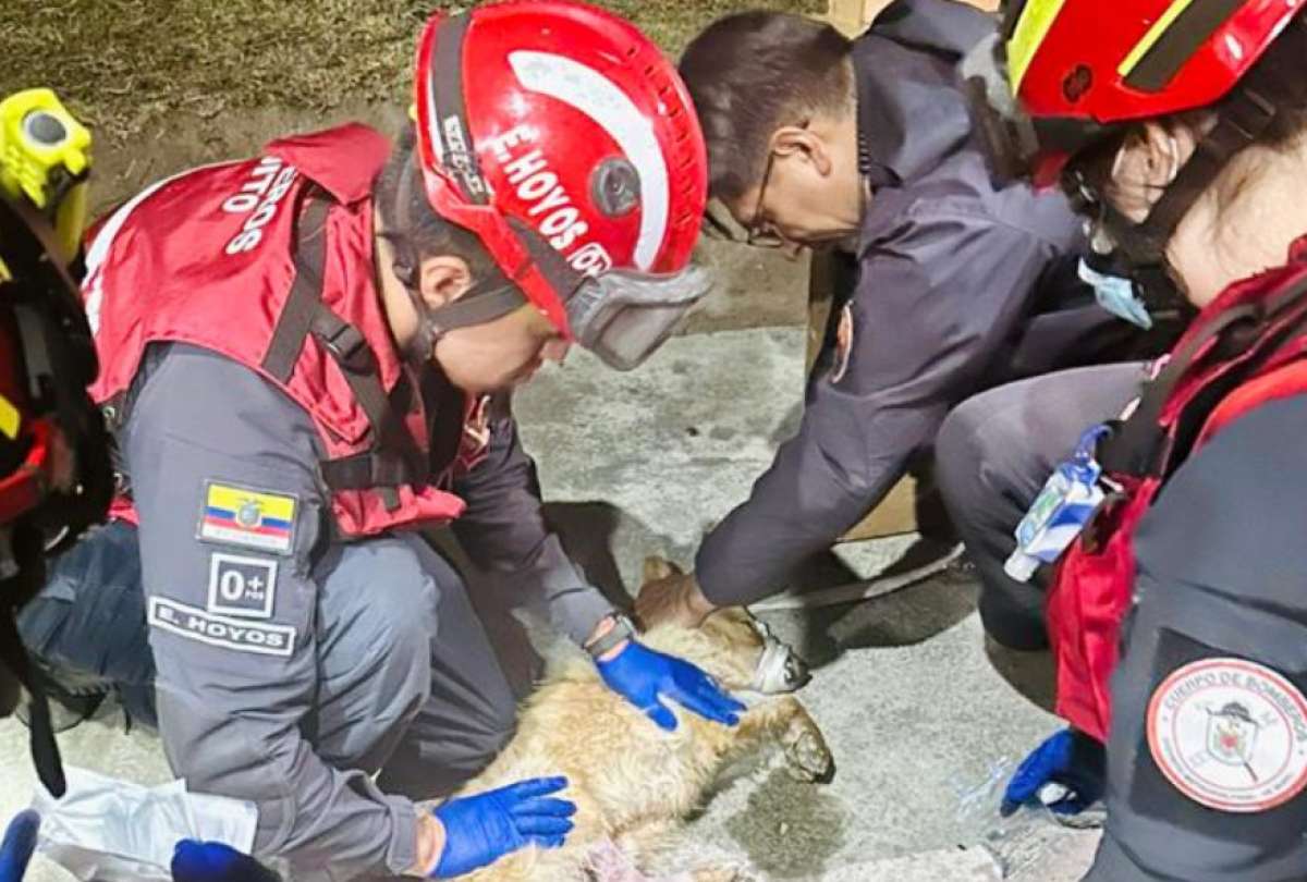 Rescate del perrito Chau´pi después de un incendio forestal.