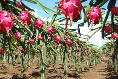 En Ecuador existen 7.216,73 hect&aacute;reas de producci&oacute;n de pitahaya.