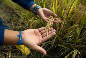 Desde este 1 de julio del 2022 inicia el Proyecto Semillas que beneficiar&aacute; a 20 mil peque&ntilde;os y medianos productores
