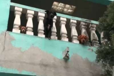 En Nuevo Le&oacute;n se abandonaron a 15 perros en una vivienda; no tienen agua ni comida. 