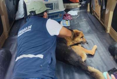 Autoridades notifican a conductor que atropell&oacute; a un perro