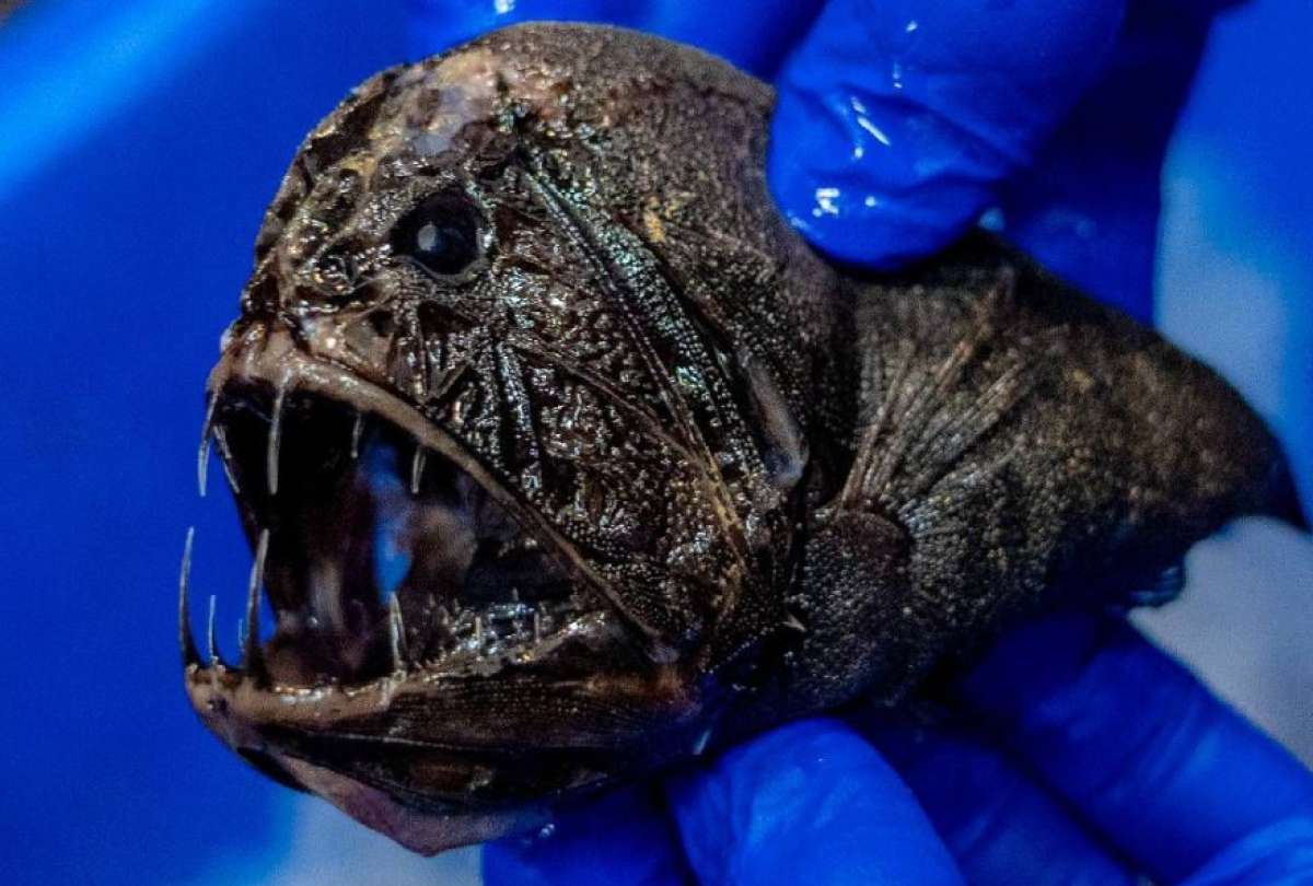 Animales nunca antes vistos fueron encontrados en el Oc&eacute;ano &Iacute;ndico