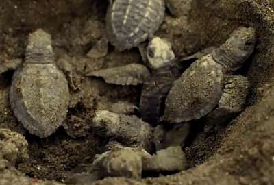 4.900 tortugas marinas nacieron desde junio al 17 de noviembre del 2023.
