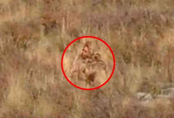 Graban una extra&ntilde;a criatura en Colorado, Estados Unidos