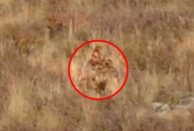 Graban una extra&ntilde;a criatura en Colorado, Estados Unidos