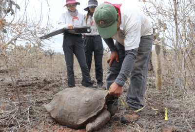 Durante siete a&ntilde;os, 742 tortugas introducidas en Gal&aacute;pagos se desarrollan favorablemente
