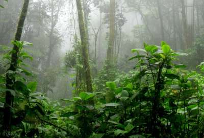 Leonardo DiCaprio felicita el fallo de la Corte Constitucional en favor de la zona intangible en el Parque Nacional Yasun&iacute;