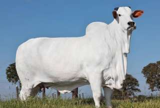 Brasil: La vaca m&aacute;s cara del mundo cost&oacute; USD 4.3 millones