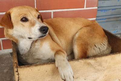 En Quito habr&aacute; una caminata solidaria por el bienestar animal, el domingo 08 de octubre de 2023.