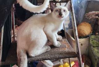 Ten&iacute;a gatos congelados con el objetivo de cocinarlos