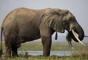 Las autoridades utilizar&aacute;n la carne de los elefantes para alimentar a la poblaci&oacute;n, en medio de cr&iacute;ticas de conservacionistas y activistas por los derechos de los animales.