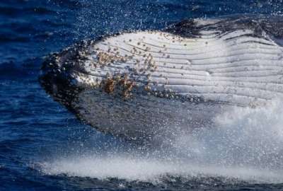 Los lugare&ntilde;os se sorprendieron por la experiencia vivida por las turistas con una ballena 