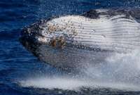 Los lugare&ntilde;os se sorprendieron por la experiencia vivida por las turistas con una ballena 