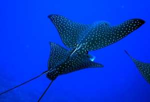 En representación de Ecuador, Sade Fritschi, ministra de Ambiente, participa en las jornadas de trabajo del Corredor Marino del Pacífico Este Tropical (CMAR).