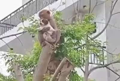 En redes sociales se volvi&oacute; viral por un video de un perro y un mono.