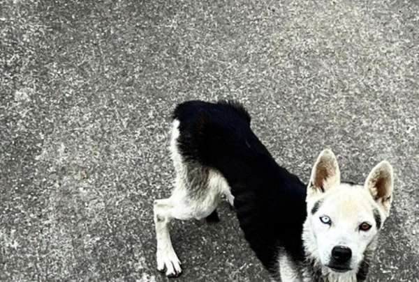 Rescatan a dos perros desnutridos y abandonados en Puengas&iacute;