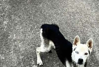Rescatan a dos perros desnutridos y abandonados en Puengas&iacute;