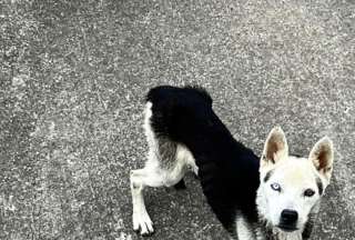 Rescatan a dos perros desnutridos y abandonados en Puengas&iacute;