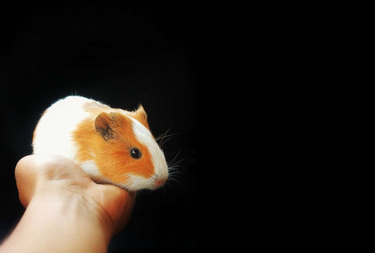 Un Conejillo de Indias se escap&oacute; a la jaula de las hembras y embarazo a 100