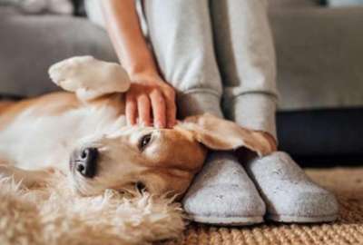 La acci&oacute;n de acariciar un perro trae varios beneficios para la salud